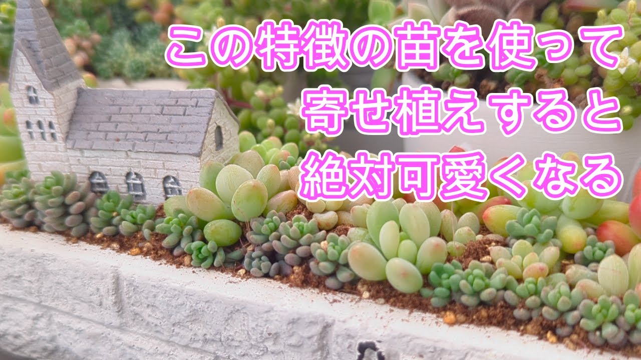 【多肉植物】【寄せ植え】ある特徴をそろえるだけで可愛い寄せ植えが作れちゃいます！
