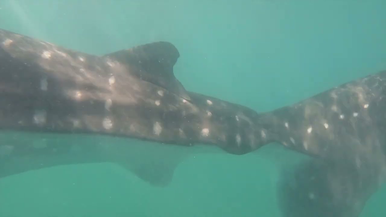 La Paz Snorkeling Expedition
