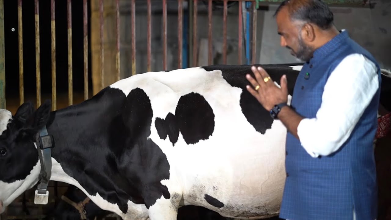 4 महिन्यात 100kg मिल्कचार्जर॥गाई डॉल्फिनसारख्या चमचम॥दुध व्यवसायावर गुजारा करनारा अल्पभूधारक शेतकरी॥