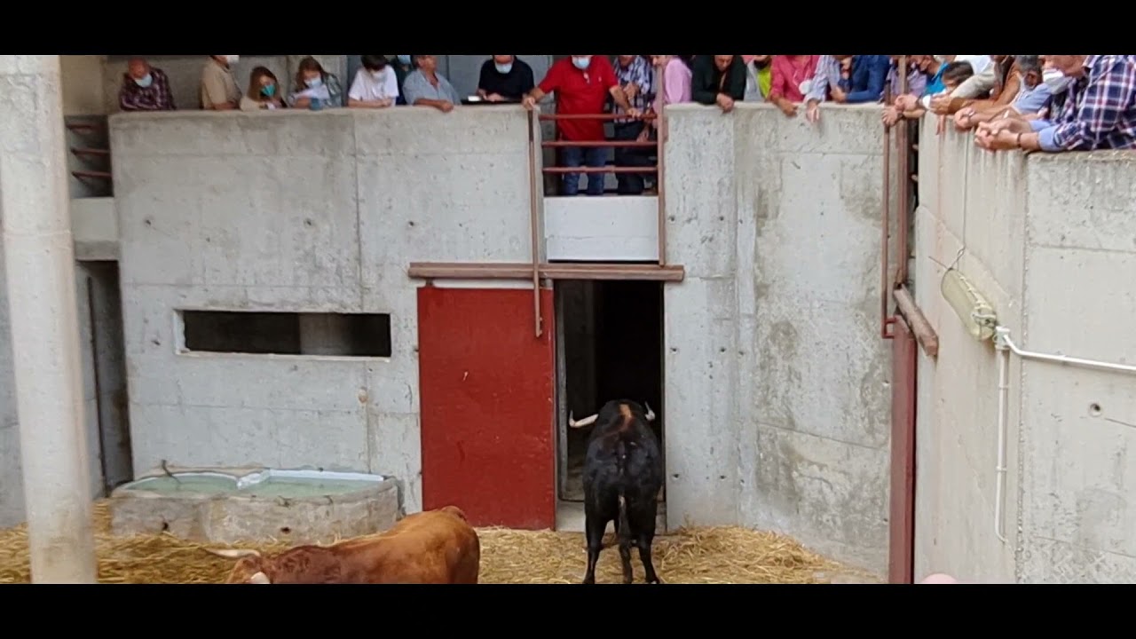 Enchiqueramiento en la plaza de toros de Abarán (17-10-2021)