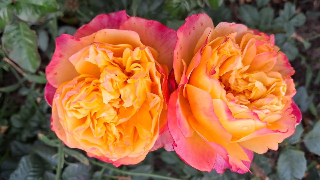Неймовірні троянди жовтня🌹🥀🌹 Секретний інгредієнт для здоров'я красунь