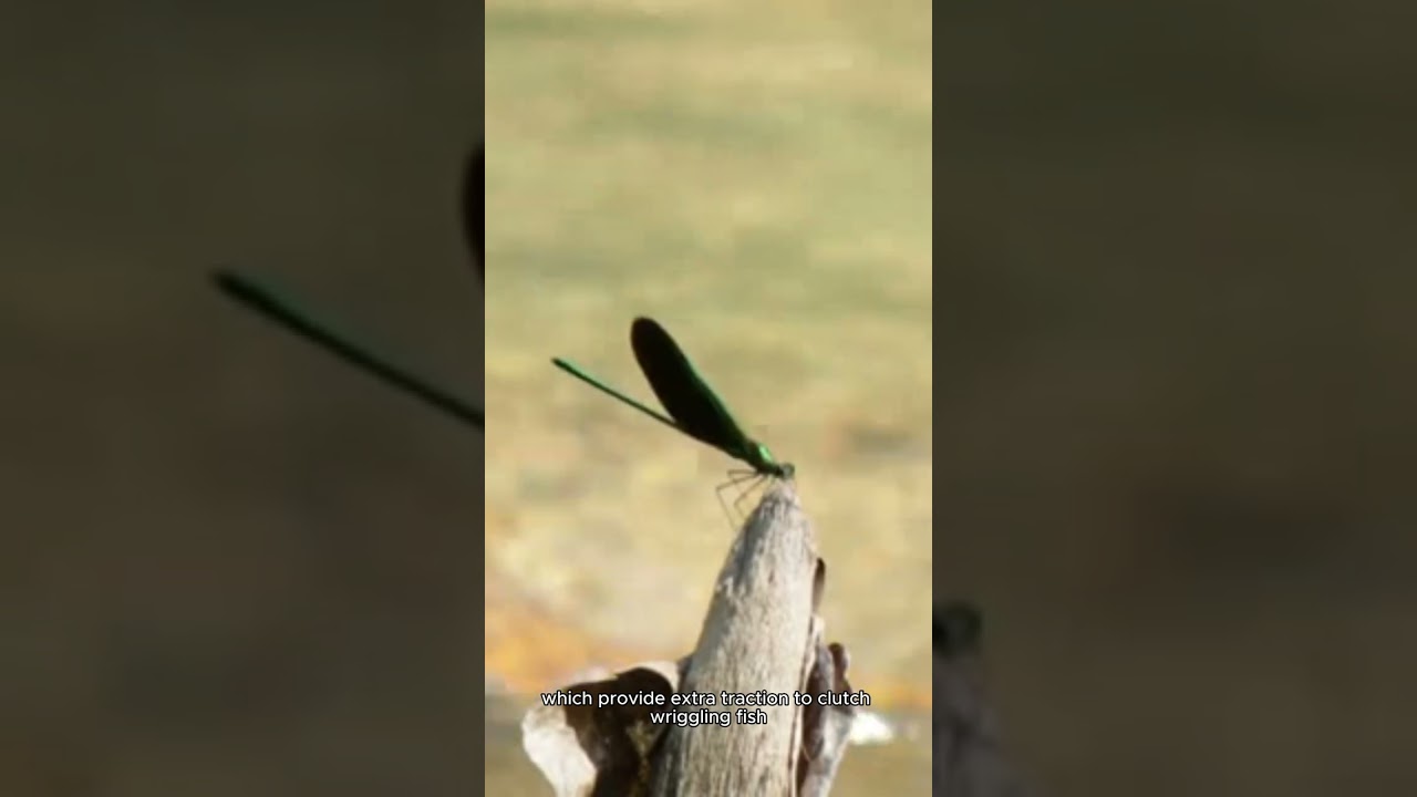 8K .WITNESS the Osprey Bird in Action!