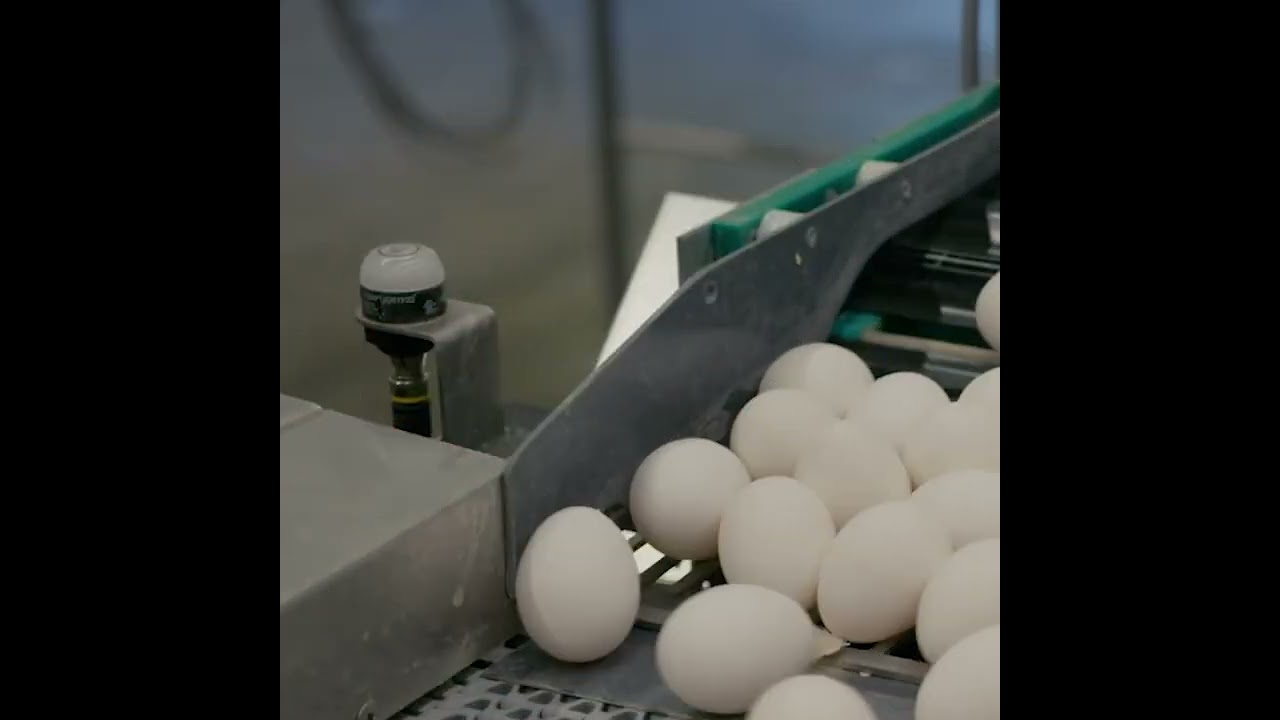 Meggsius Detect: Leak Detector