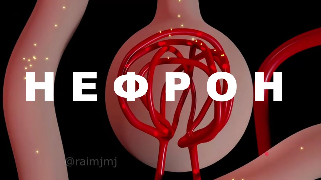 Нефронның құрылысы (бүйректің қызметі)