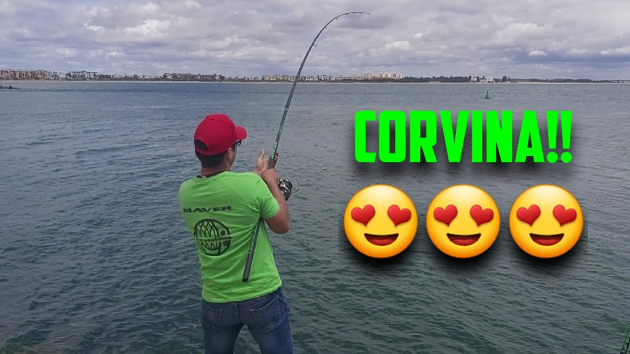 ‼️CORVINA DESDE ESPIGÓN‼️
