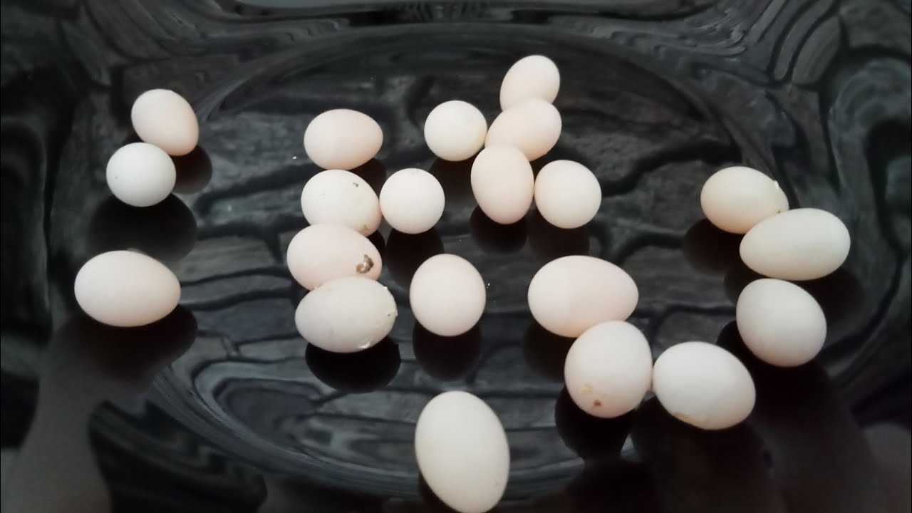 ÇIKAN BOŞ YUMURTALARI NE YAPMALIYIZ?