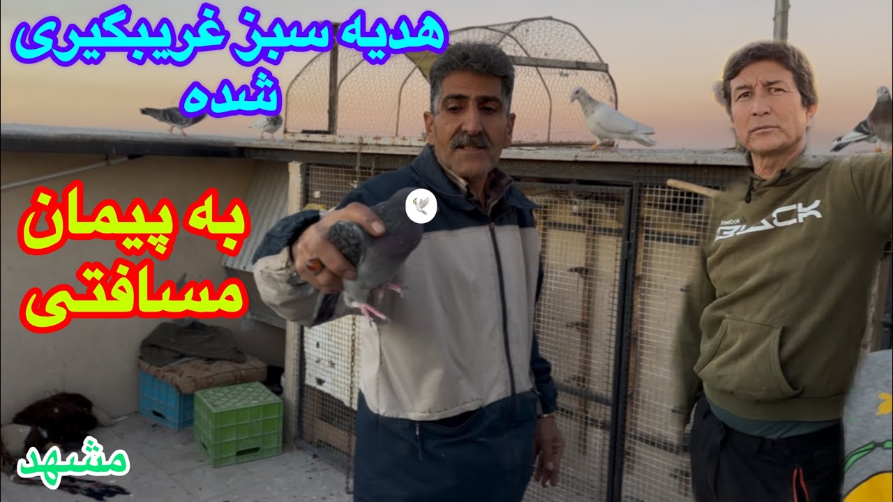 هدیه سبز غریب گیری شده داش علی به پیمان!محل زیبای جفتگاهای علی چاشنی رفیق محسن توردار توس۶۷مشهد 