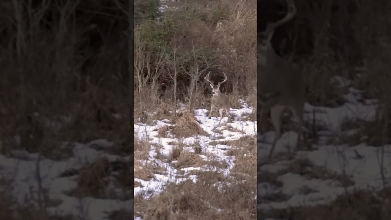 I can&rsquo;t believe he ran in like that!! #archery #bowhunting #snow