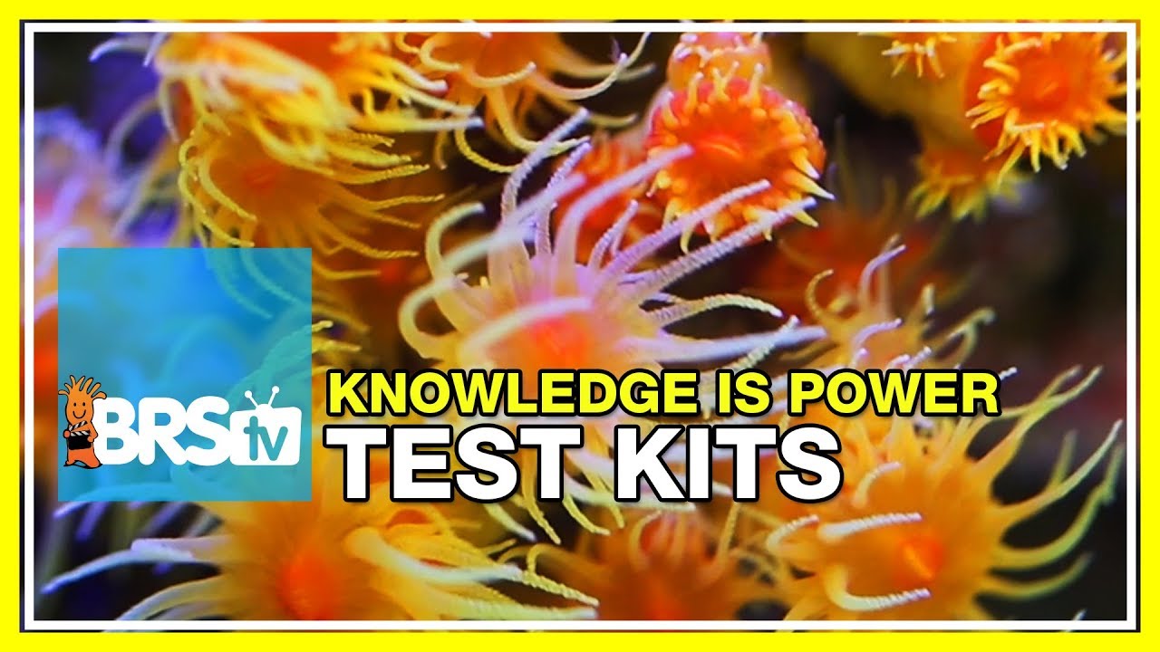 Week 34: BEST reef tank parameters and our favorite test kits | 52 Weeks of Reefing