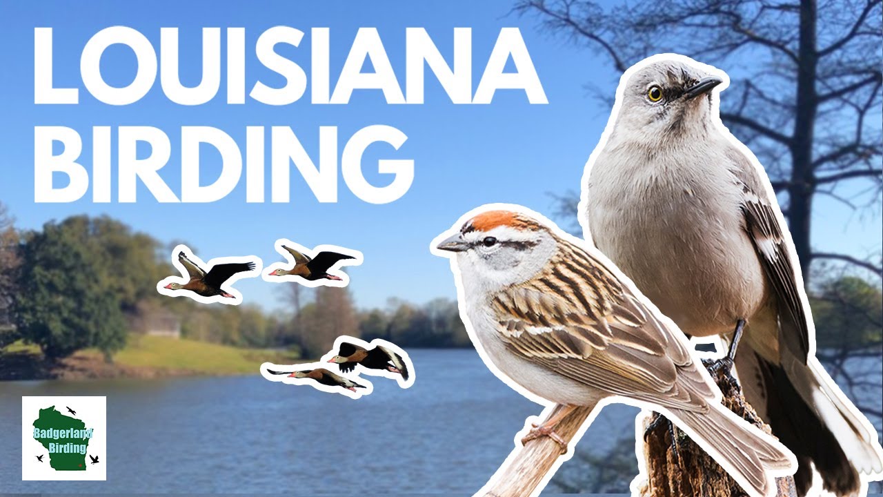 Birding in Louisiana (Quest for 100 Species)