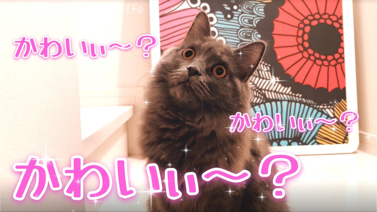 【サイベリアン子猫】かわいいアピールするねこ