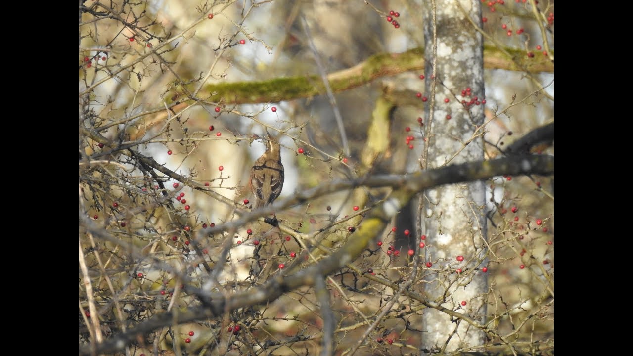 Rotdrossel (Film 2) - Turdus iliacus im Raaderwald