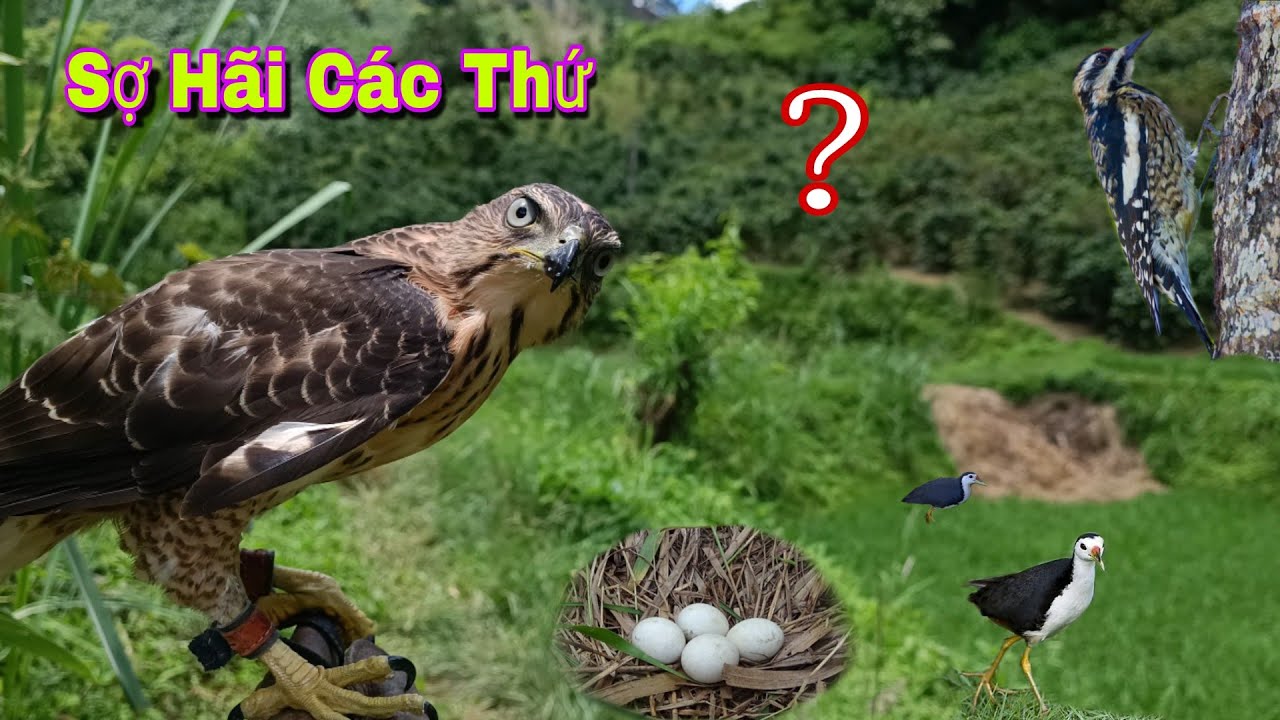 Thử Mang Ưng Ấn Đi Săn Cò Bắt Được Thủy Quái Cực Chất | Dân Tộc Tây Bắc Tv