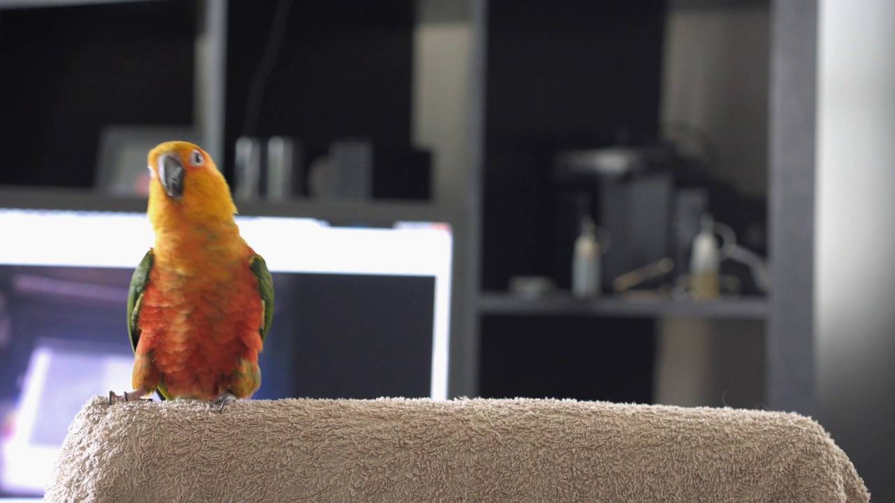 Jenday Conure Dancing to Billy Jean