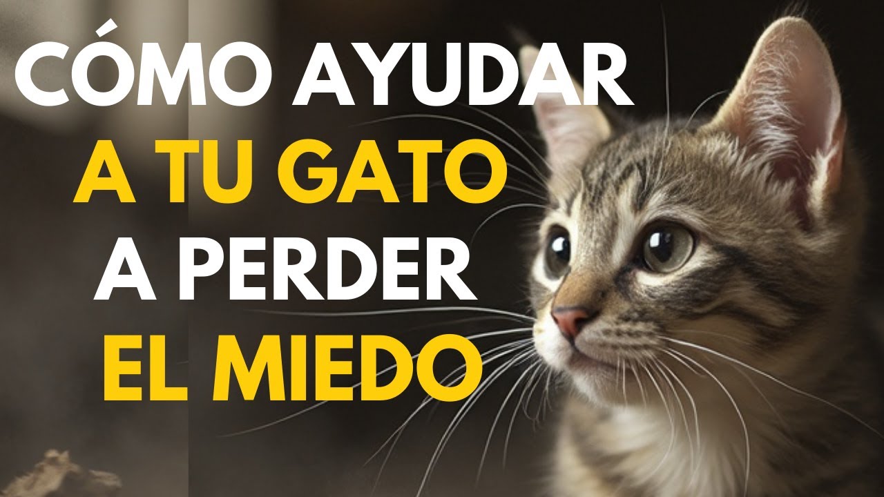 Cómo transformar el MIEDO de tu Gato en CONFIANZA | Encantadora de Gatos