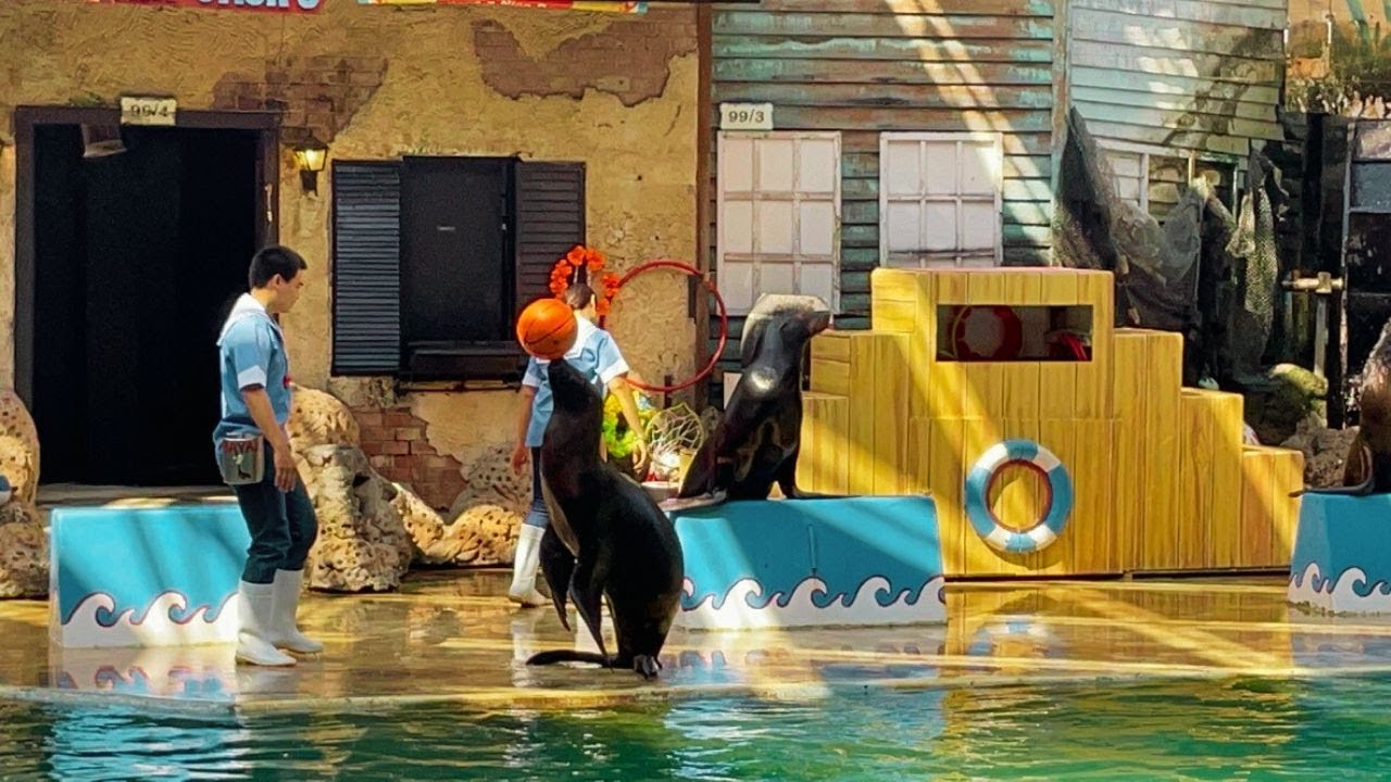 Thailand Day 5, Vlog 32 | Sea Lion Show - Safari World, Bangkok
