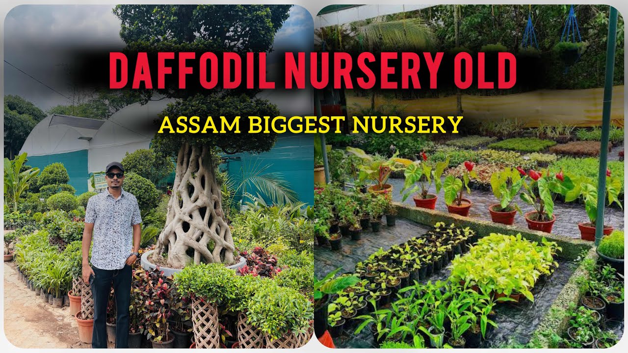 DAFFODIL NURSERY OLD | Assam Biggest Nursery | @mgreennursery 