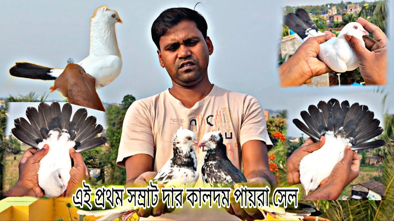  Najra Kaldom Pigeon For Sale In Kolkata Sonarpur @Titospigeon 