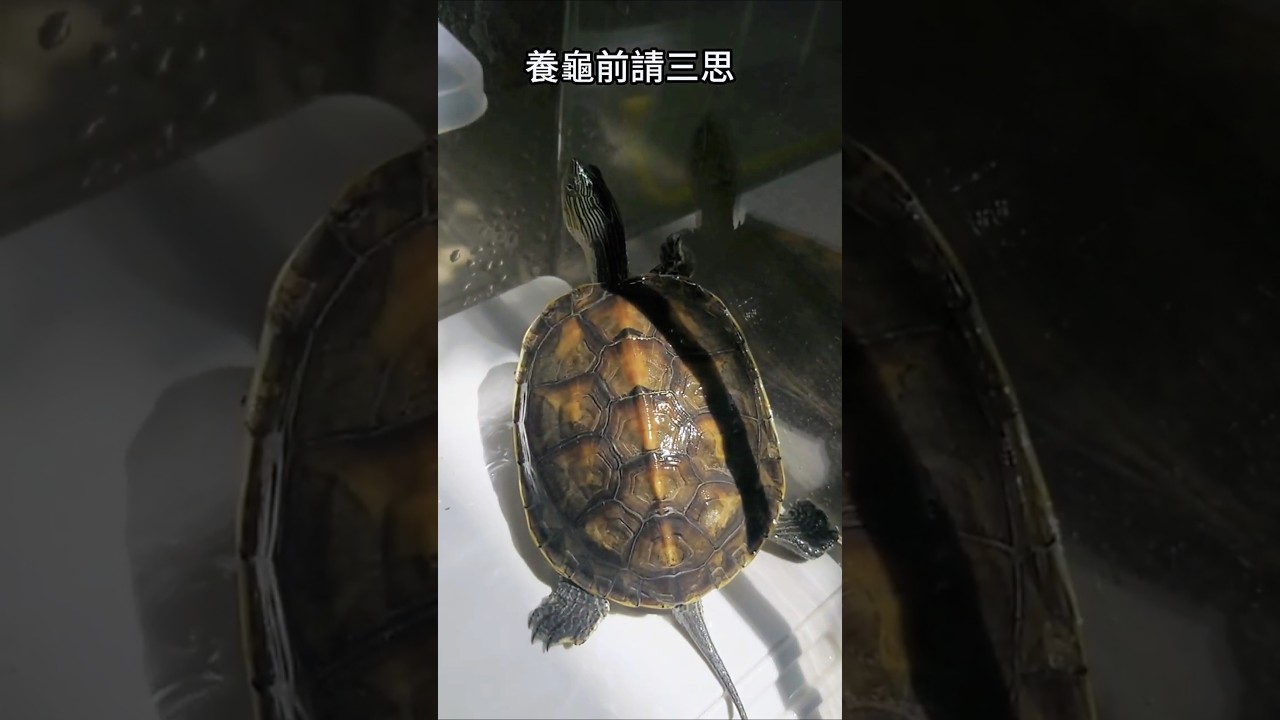 養烏龜🐢 一天有多忙 #烏龜 #龜 #爬蟲類 #turtle  #pets