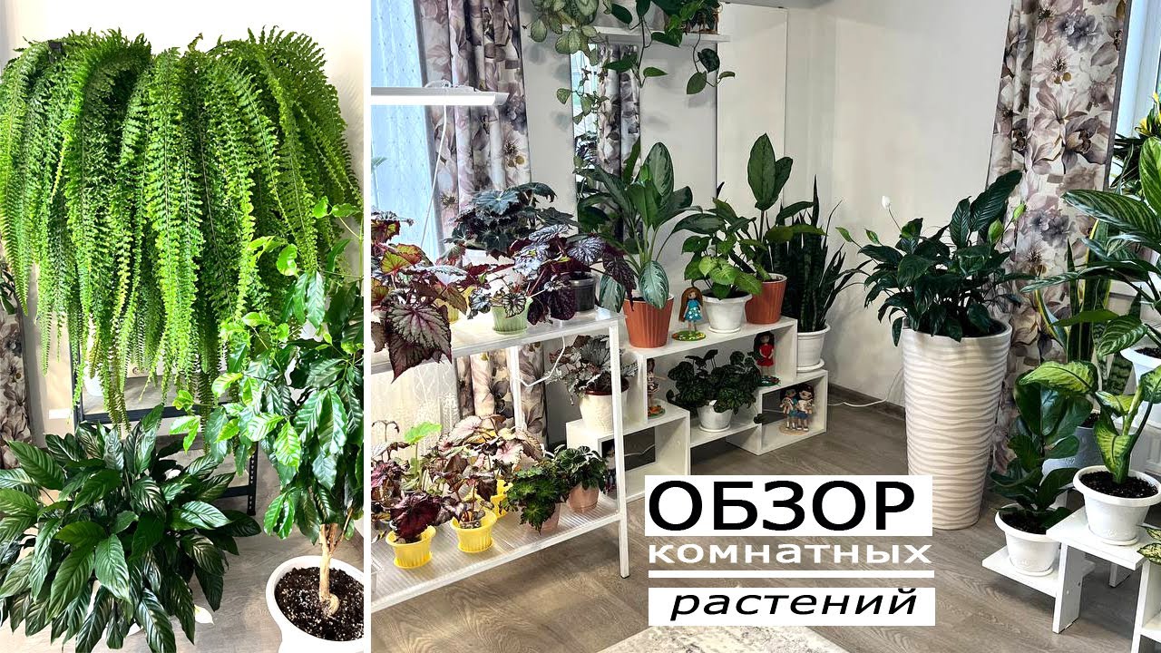 Обзор комнатных растений. Мои новинки, бегонии, аглаонемы, хлорофитум.
