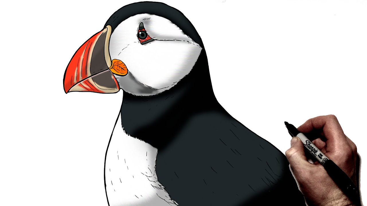 How To Draw A Puffin | Step By Step
