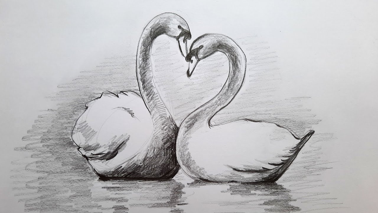 How to draw two swans by pencil | easy swan drawing with shades | pencil drawing