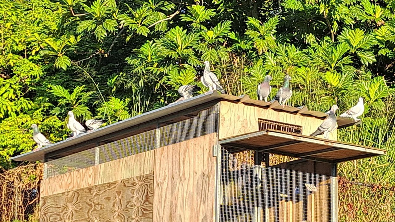 Haci vamos con las palomas de la temporada 2026 Chompy Pigeon Race 🌊🕊🇵🇷
