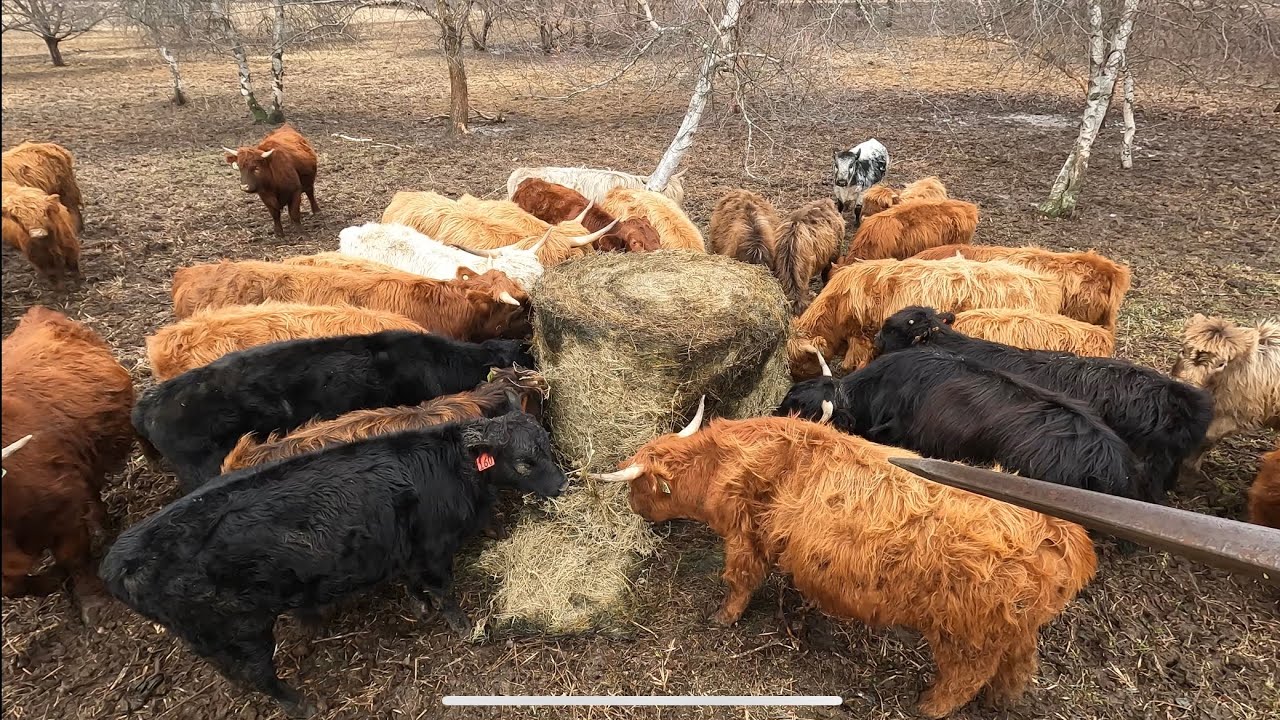 Winter feeding in the mud