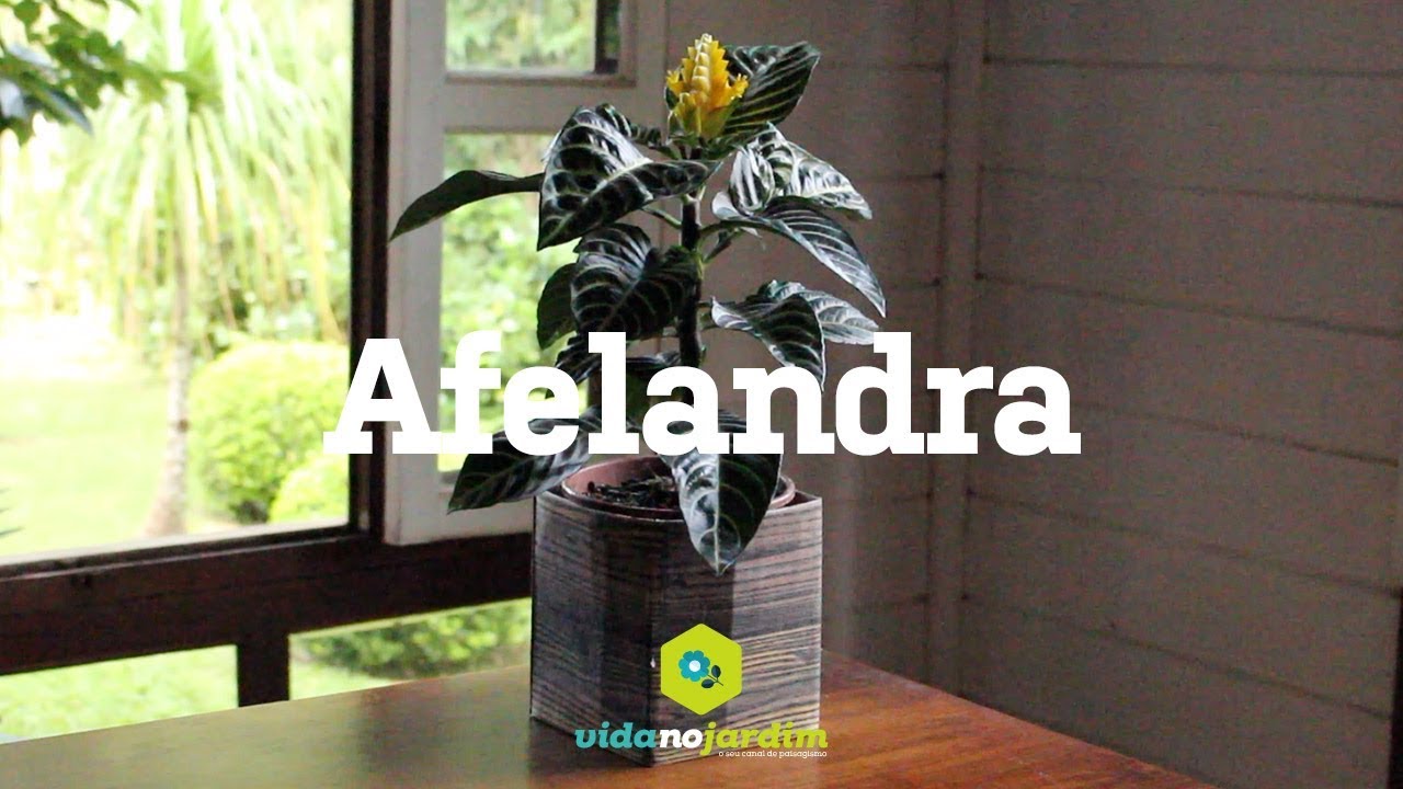 Afelandra, Planta zebra