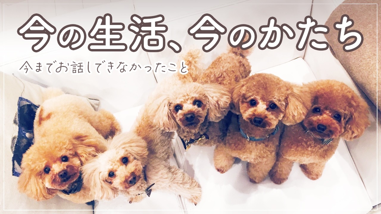 今の生活について｜今までお話しできなかったこと｜シニアになった三つ子達｜多頭飼いトイプードル家族｜50代の暮らしvlog