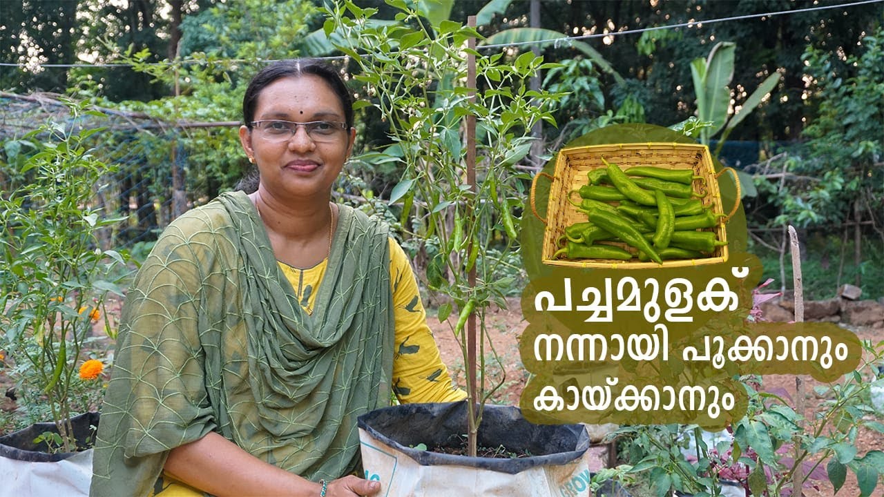 പച്ചമുളകുചെടിയിലെ   കുരിടിപ്പ് മാറാനും , വെള്ളിച്ച ശല്യം അകറ്റാനും,  നന്നായി കായ്ക്കാനും.