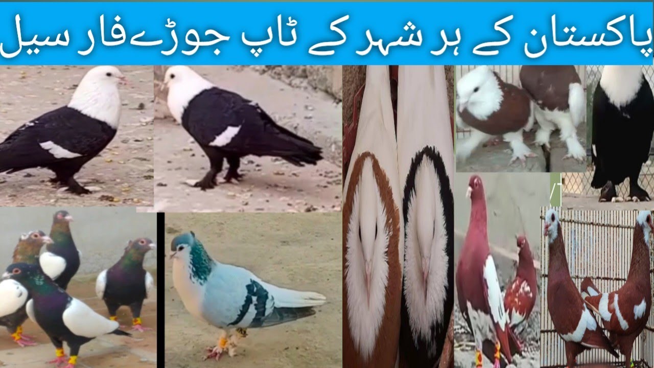 پاکستان کے ہر سٹی کے نایاب ترین خوبصورت کبوتروں کے جوڑے فار سیل||Nayab kabootar|