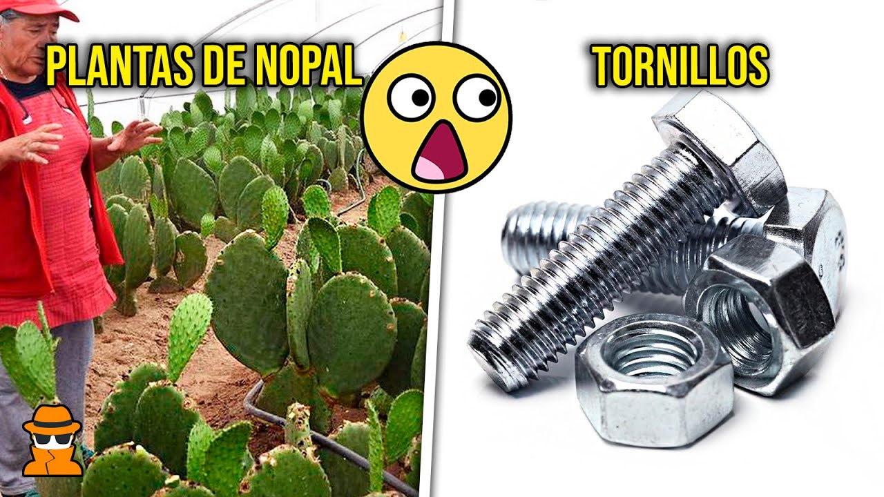 7 Cosas Que Consumes a Diario y NO SABIAS Como Se Hacen #17