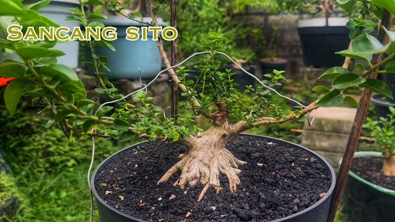 PROSES BONSAI SANCANG SITO DENGAN SATU RUAS CABANG