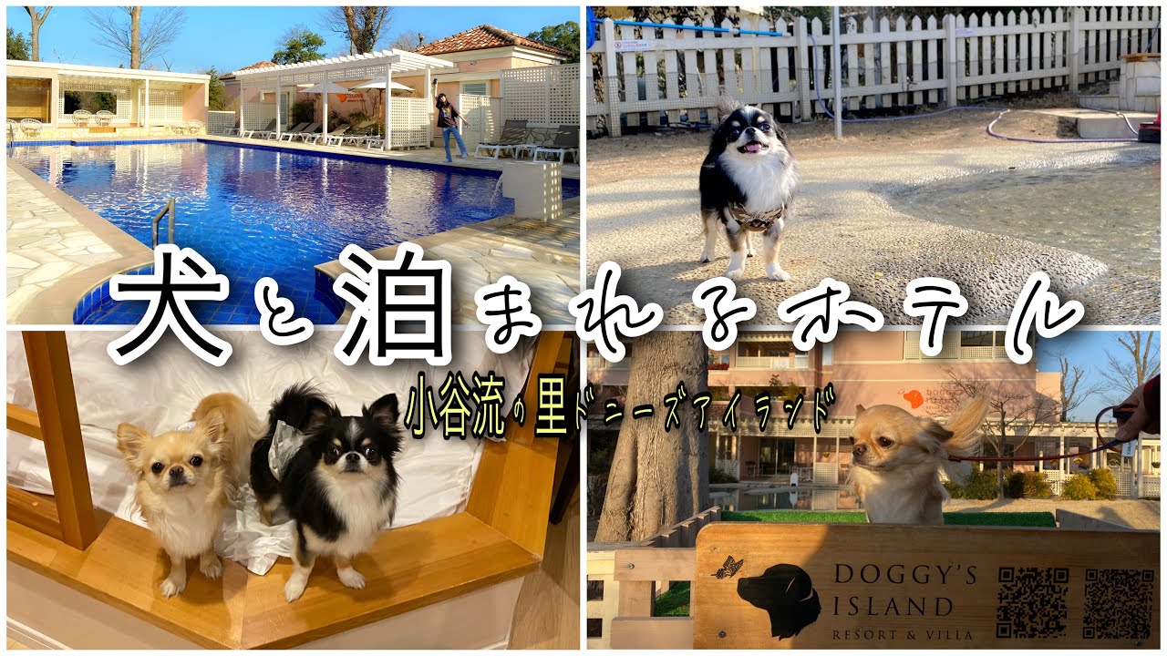 【犬とお出かけ】犬と泊まれるホテル！小谷流の里ドギーズアイランド【チワワ】