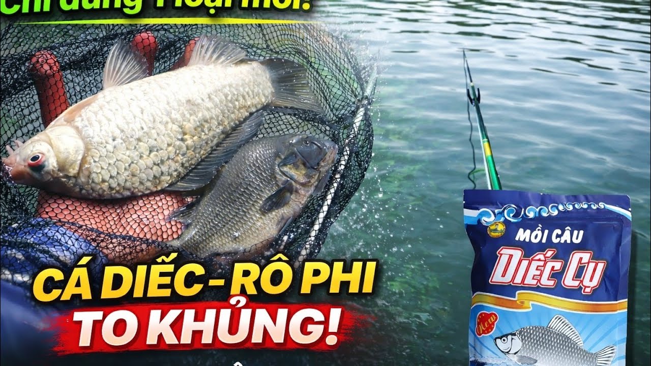 Câu Hồ Tự Nhiên Trúng Ổ Cá Diếc & Rô Phi To | Test Mồi Diếc Cụ Ăn Liên Tục