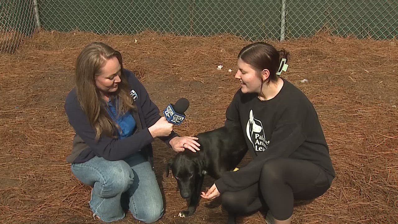 Pet of the Week: Benjamin