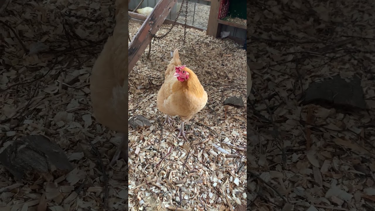 Cluckin' Around A Day in the Life of a Happy Chicken