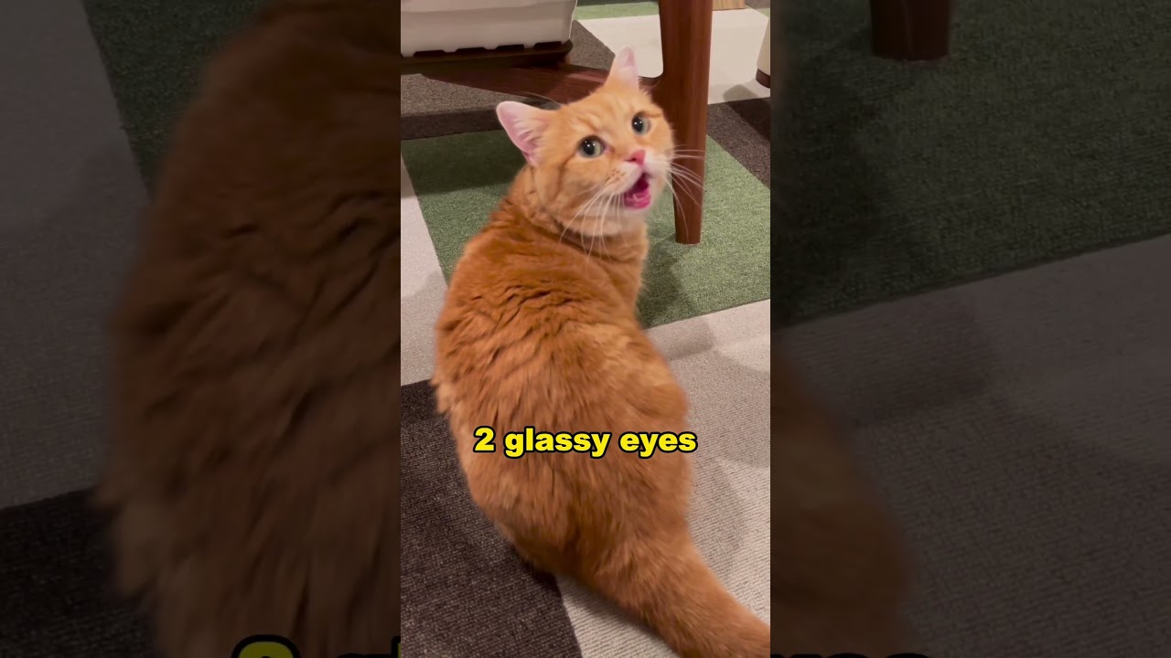 How do you recognize cat fever? #cat