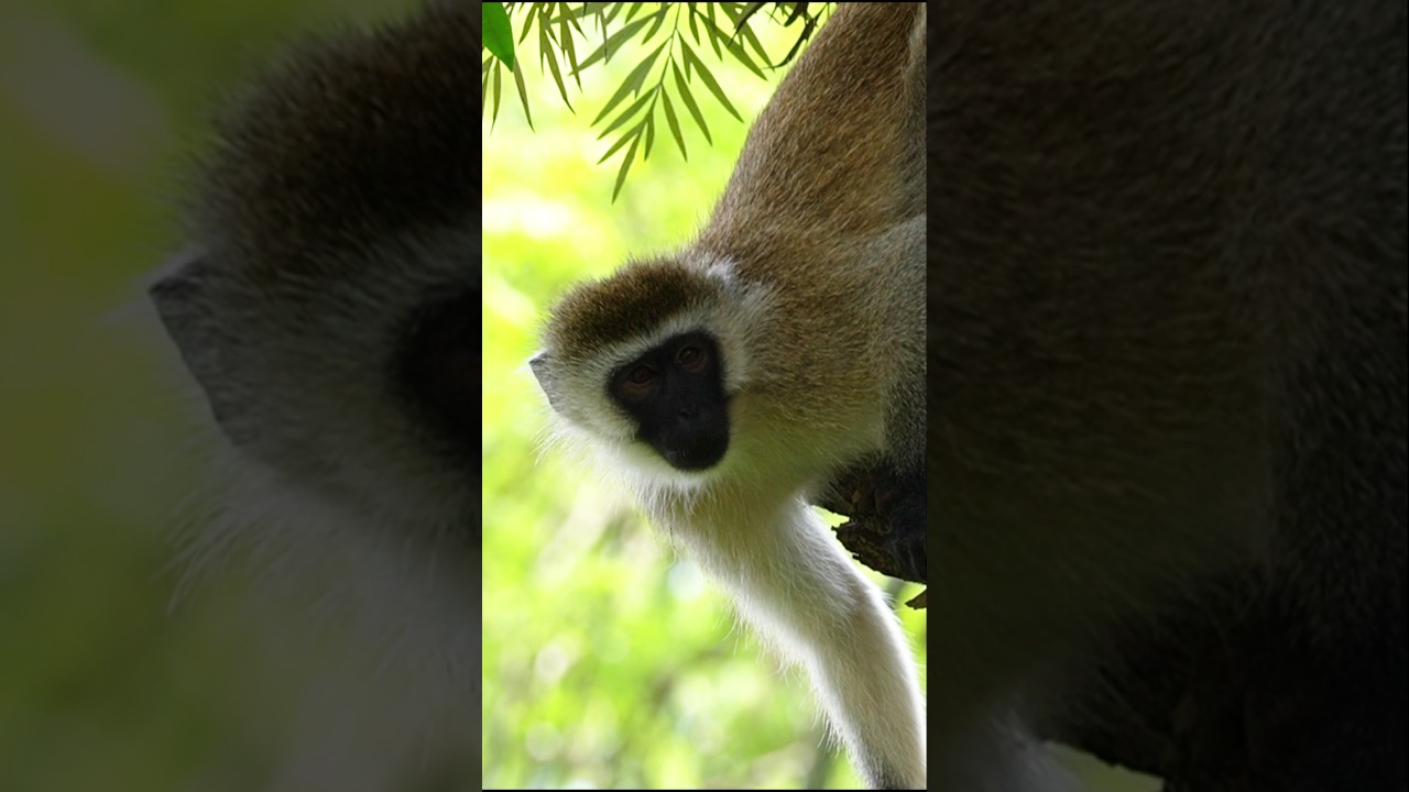 Tree Dwellers in Their True Habits |Vervet Monkey 