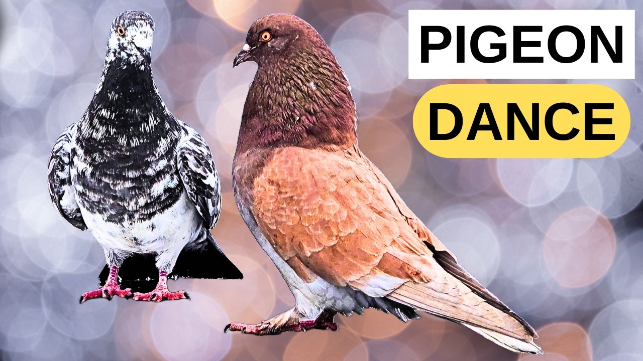 Male Pigeon Courtship Dance | Slow Motion + Real Bird Sounds (No Music)