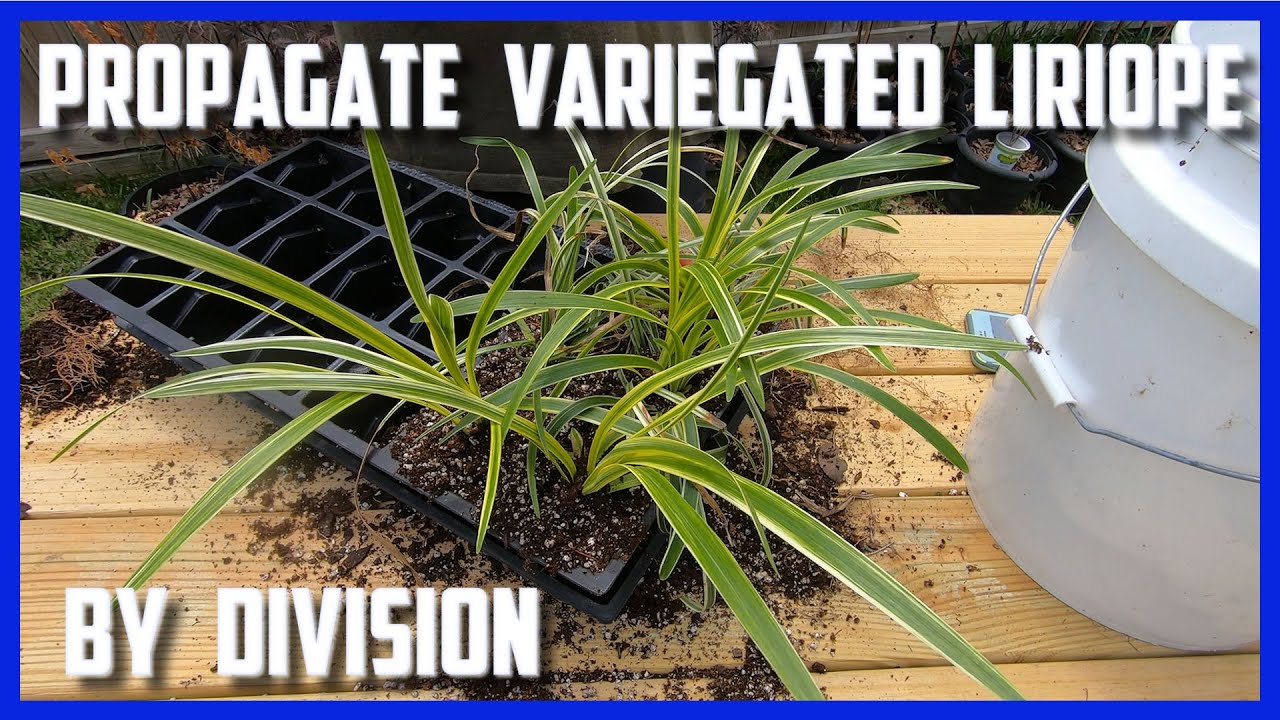 Propagate Variegated Liriope by Division