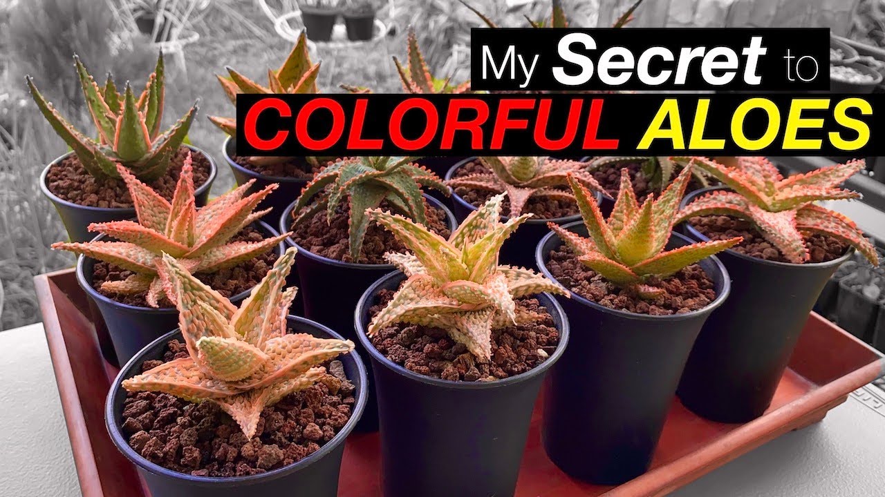 How to Make an ALOE SOIL MIX + care tips