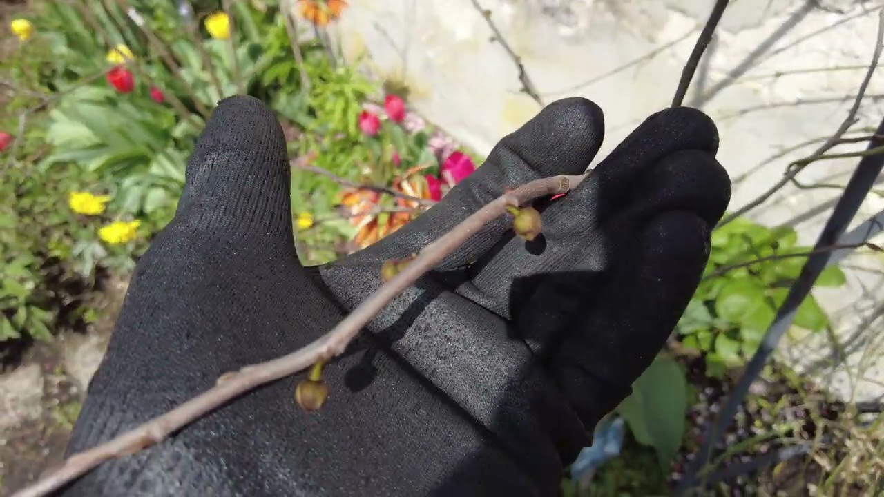 Exoten im Garten 🍍🌴 | Indianerbanane - Bisher war der Frost noch harmlos | Gartenschlau.com 🌻