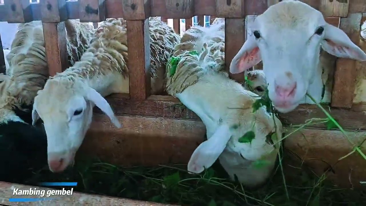 KAMBING DOMBA  LUCU ,EMBEK EMBEK ,KAMBING DOMBA ,WEDUS GEMBEL ,EMBEK LUCU ,KAMBING MAKAN RUMPUT