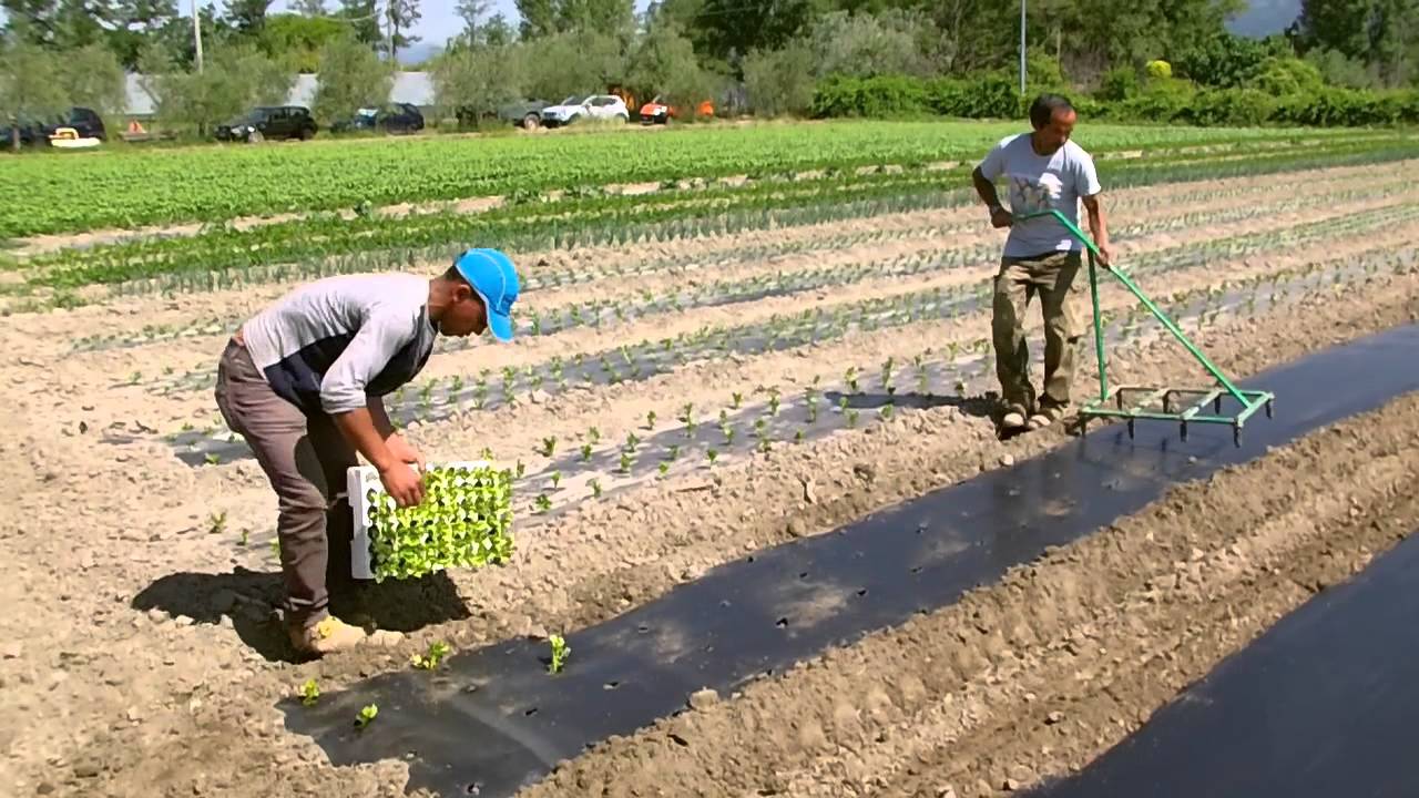 Pacciamatura Bio