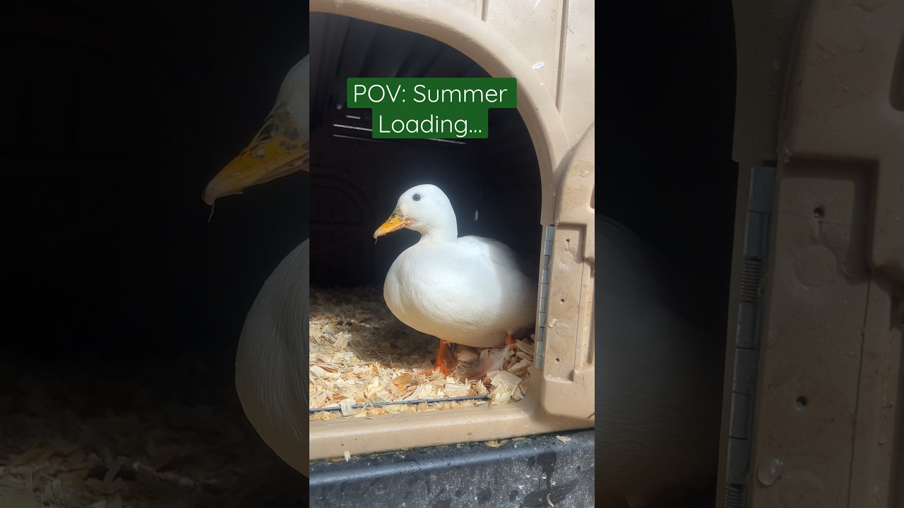 Can&rsquo;t wait for summer activities!! 🦆 #SummerLoadingWithYoutube #Ducks #Animals #Pets #Summer