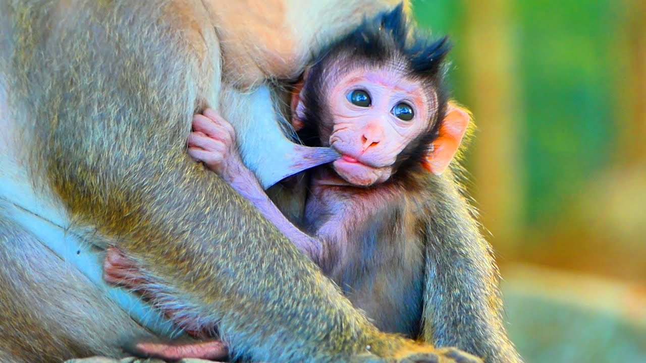 Primate baby monkey.../Please loves baby.../Wonderful life baby.../Nice clip