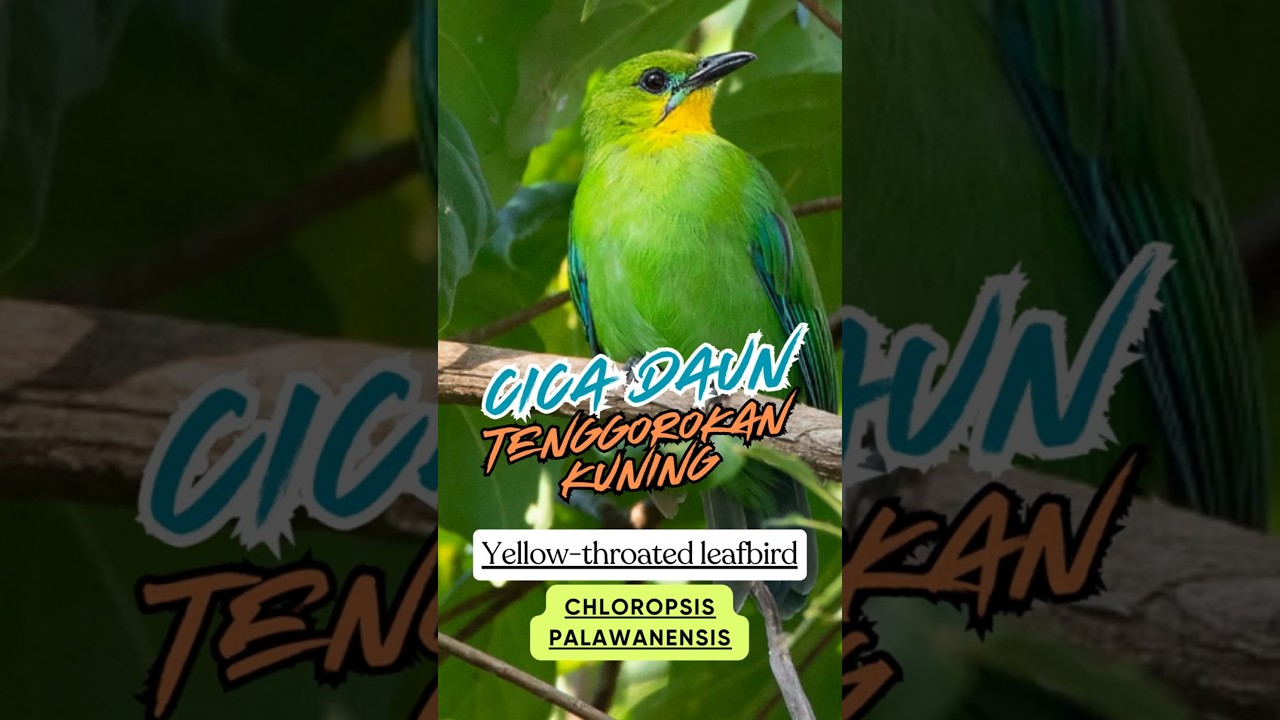 Mengenal Cica-daun Palawan, Burung Endemik Filipina yang Berbeda dari Kerabatnya