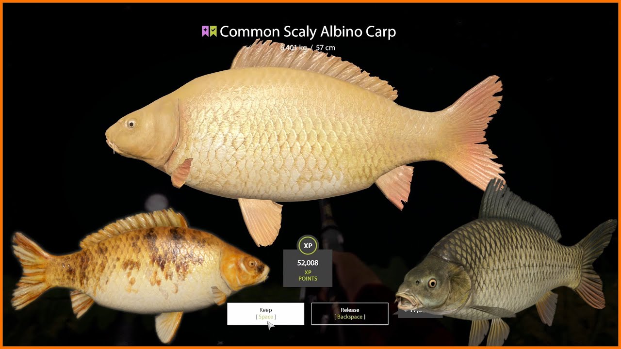 Russian Fishing 4 | Color Carp + Trophy | Spot Amber Lake